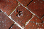 A paw print