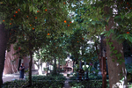 Seville - An invitation to enjoy a refreshing orange