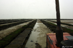 The oyster beds - The tractor allows you to pass anywhere to get to the oyster beds