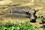 Lungsodaan - Nothing like a mud bath to protect from the sun and parasites for this buffalo before going to work in the rice fields