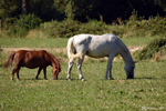 Saint Remy de Provence - A Camargue horse