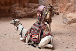 Les chameaux, un brin touristique 