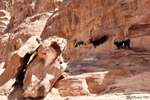 Petra