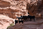 Petra