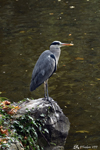 A heron in Saint Stephen's GreenPark