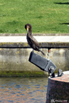 Aveiro, A cormorant