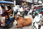 Delhi Delhi - Cows are not bothered