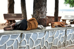 Mumbai - Man and animal, united even in their nap