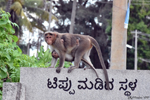 Mysore Mysore - Monkey near the Sri Chamundeshwari Devi temple