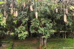 Bangalore Bangalore - Bread tree ?
