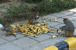 Delhi Delhi - The monkey dinner
