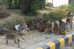 Delhi Delhi - The monkey dinner