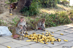 Delhi Delhi - The monkey dinner