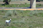 Pangasinan - Mr. Seguin's goat?