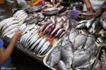 Fishmonger's stall at the market