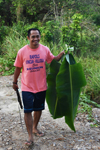 Banana leaves for cooking
