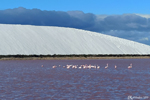 The salt marshes of Aigues-Mortes