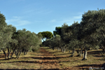 Picking up olives