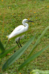 Little egret