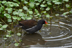 Common moorhen