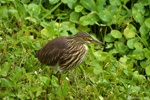 Chinese pond heron