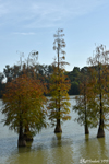Bald cypress trees Bald cypress trees