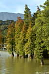 Bald cypress trees Bald cypress trees