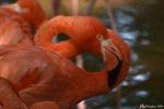 Zhaoqing, Orange-pink flamingos