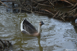 Zhaoqing, Chinese goose