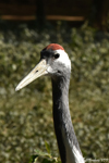 Zhaoqing, Japanese crane
