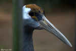 Zhaoqing, Japanese crane