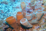Thieslengorm