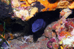 Le Pradet - Moray Eel