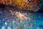 Propriano - Scorpion fish