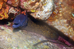 Bastia - Common moray eel