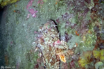 Propriano - Scorpion fish