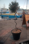 Calvi
