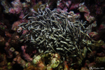 Lighthouse Reef
