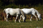 Chevaux de Camargue