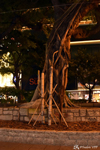A banyan tree that has the particularity of having roots falling from the branches Hong Kong