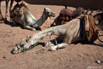 Wadi Rum desert
