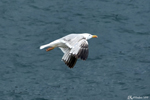 A flight of freedom