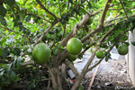 Miracle Fruit