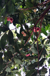 Macopa, ce sont des fruits